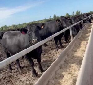 Línea Reserve Sant Alberto Angus